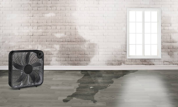 Best Professional water damage repair  in Rancho Palos Verdes, CA